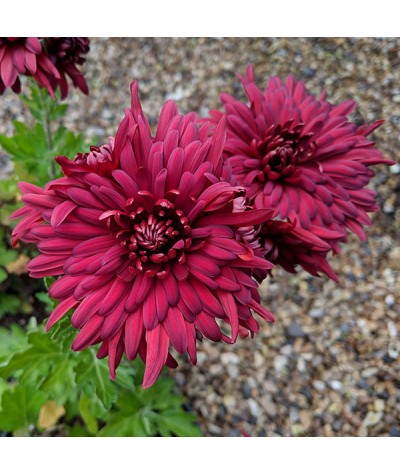 Chrysanthemum Fanfare Claret (1lt)