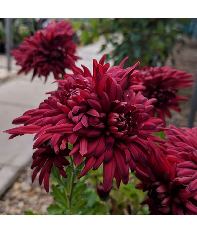 Chrysanthemum Fanfare Claret (1lt)