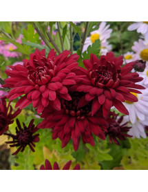 Chrysanthemum Fanfare Claret (2lt)