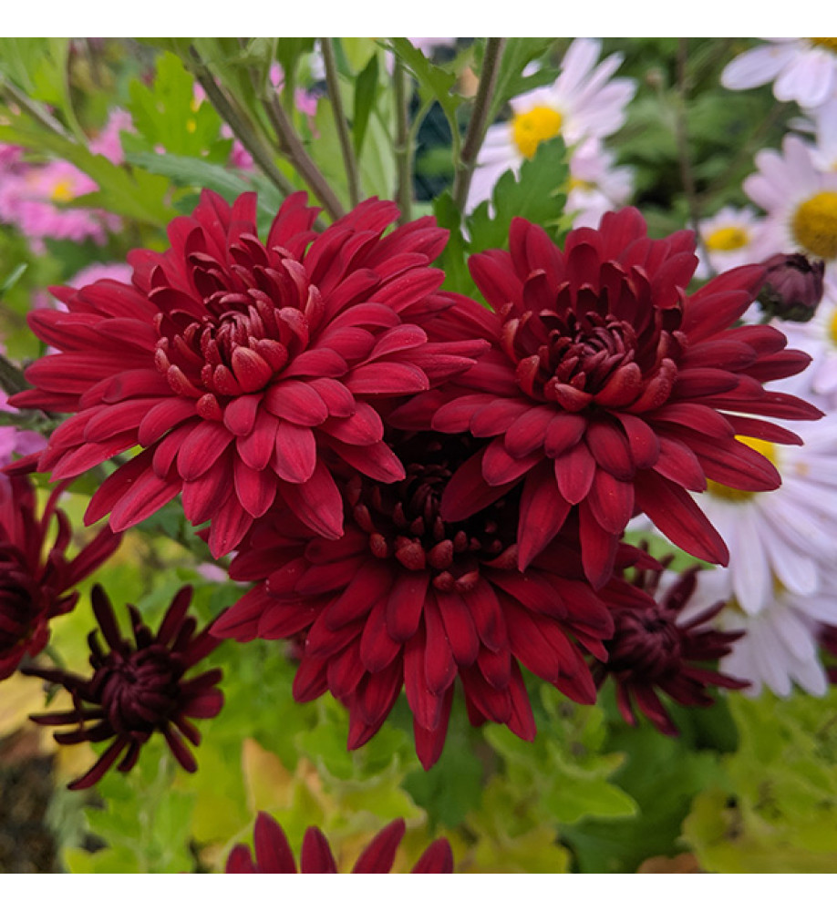 Chrysanthemum Fanfare Claret (2lt)