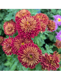 Chrysanthemum Fanfare Flame (1lt)