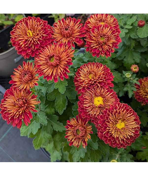 Chrysanthemum Fanfare Flame (1.5lt)