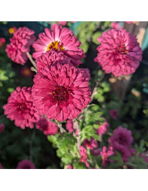 Chrysanthemum Feuerzauber (21b) (2lt) Chrysanthemum Feuerzauber (21b) (2lt)