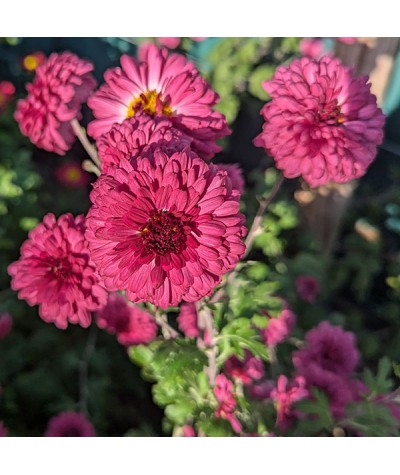 Chrysanthemum Feuerzauber (21b) (1lt)