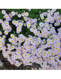 Chrysanthemum Innocence (2lt) Chrysanthemum Innocence (2lt)