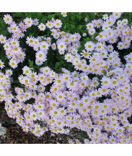 Chrysanthemum Innocence (1lt)