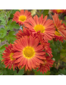 Chrysanthemum Marion (25a) (2lt)