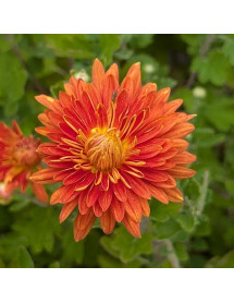 Chrysanthemum Marion (25a) (2lt)
