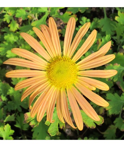 Chrysanthemum Mary Stoker (1lt)