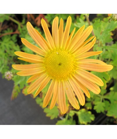 Chrysanthemum Mary Stoker (1lt)