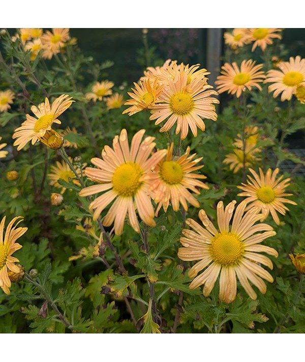 Chrysanthemum Mary Stoker (1.5lt)