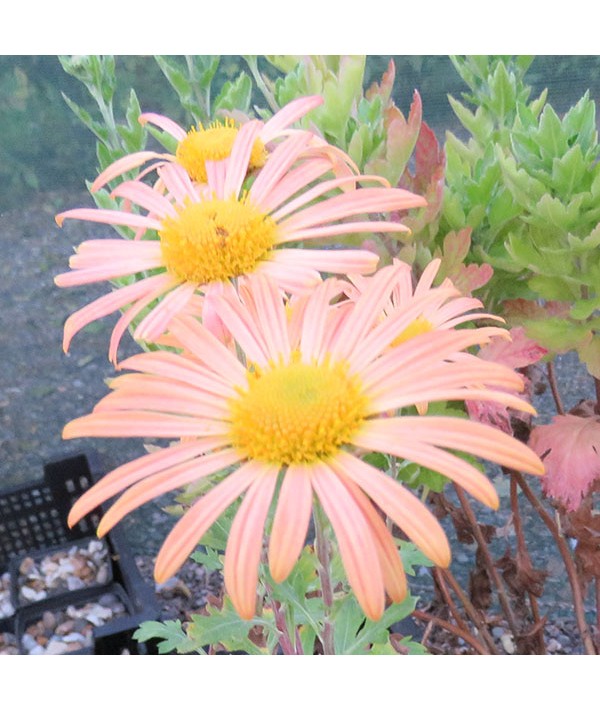 Chrysanthemum Mary Stoker (1.5lt)