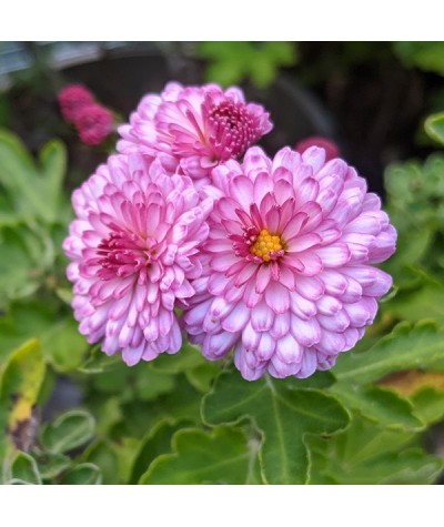 Chrysanthemum Mei-kyo (1lt)