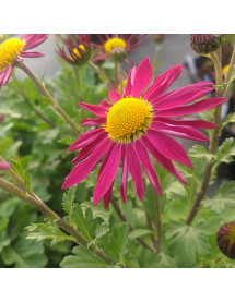 Chrysanthemum Mrs Jessie Cooper (21d) (1.5lt) Chrysanthemum Mrs Jessie Cooper (21d) (1.5lt)