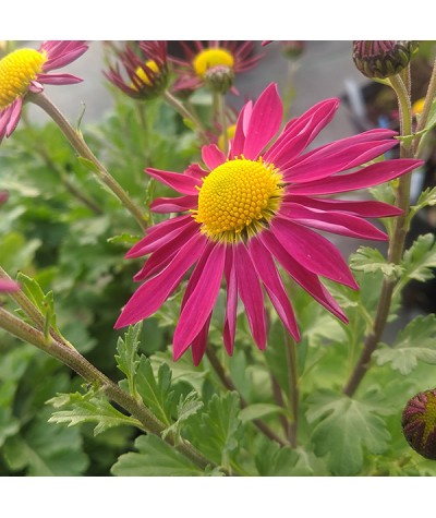 Chrysanthemum Mrs Jessie Cooper (1lt)