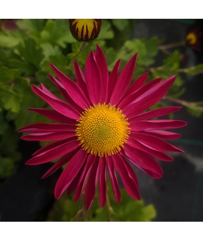 Chrysanthemum Mrs Jessie Cooper (3lt)