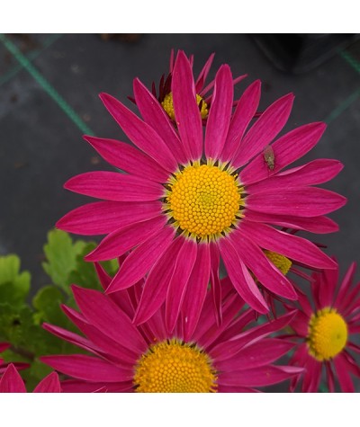 Chrysanthemum Mrs Jessie Cooper (3lt)