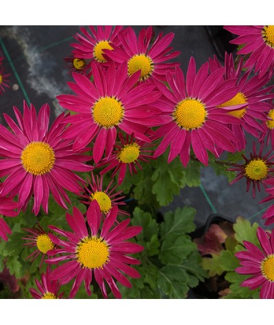 Chrysanthemum Mrs Jessie Cooper (1lt)