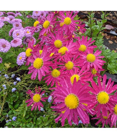 Chrysanthemum Mrs Jessie Cooper (3lt)