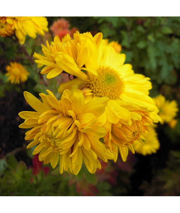 Chrysanthemum Pennys Yellow (21d) (1lt)