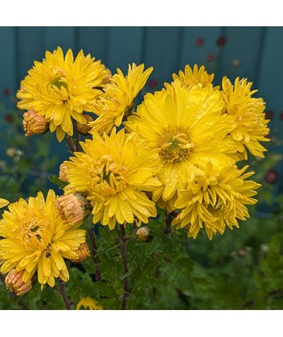 Chrysanthemum Pennys Yellow (21d) (1lt)