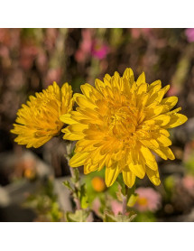 Chrysanthemum Pennys Yellow (21d) (2lt) Chrysanthemum Pennys Yellow (21d) (2lt)