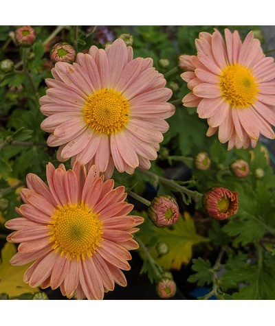 Chrysanthemum Perry's Peach (1lt)
