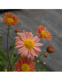Chrysanthemum Perry's Peach (2lt) Chrysanthemum Perry's Peach (2lt)