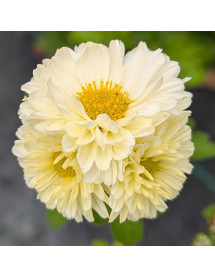 Chrysanthemum Poesie (2lt)