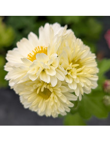 Chrysanthemum Poesie (2lt) Chrysanthemum Poesie (2lt)