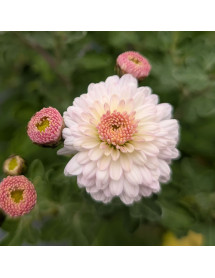 Chrysanthemum Purleigh White (28b) (2lt) Chrysanthemum Purleigh White (28b) (2lt)