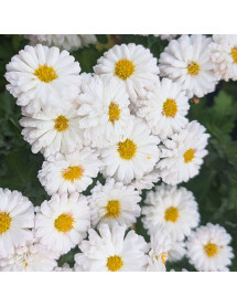 Chrysanthemum Purleigh White (28b) (2lt)