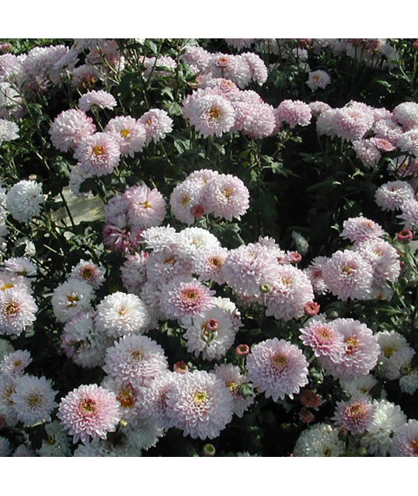 Chrysanthemum Rosetta (21c) (1lt)