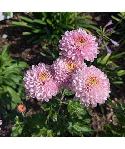 Chrysanthemum Rosetta (21c) (1lt)