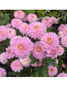 Chrysanthemum Rosetta (21c) (2lt) Chrysanthemum Rosetta (21c) (2lt)