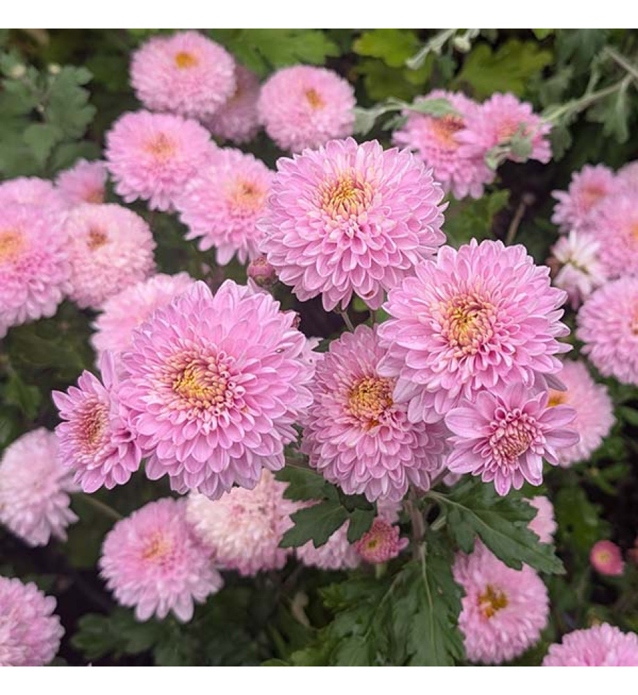Chrysanthemum Rosetta (21c) (2lt)