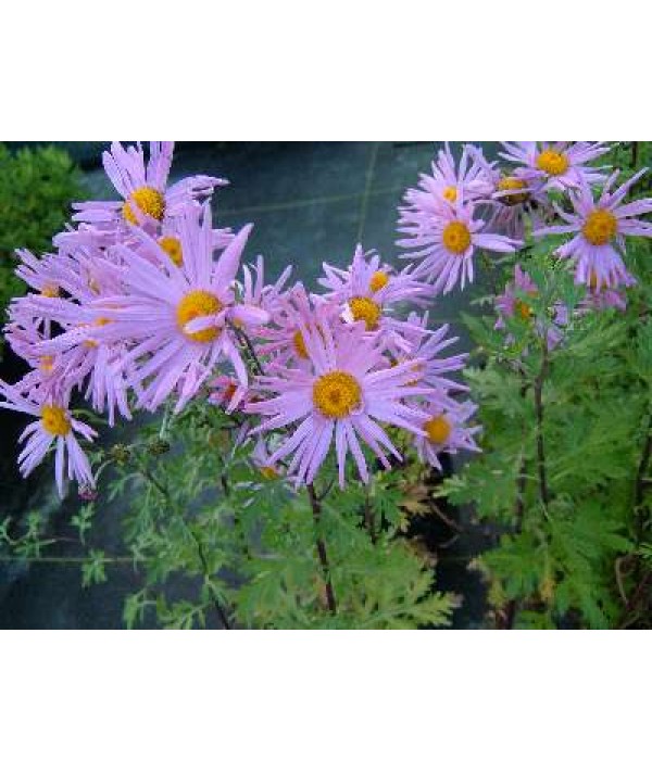 Chrysanthemum Clara Curtis (3lt)