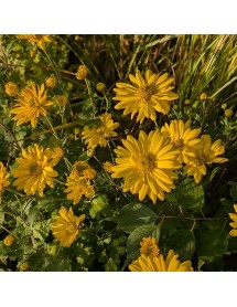 Chrysanthemum Schaffhausen (2lt)