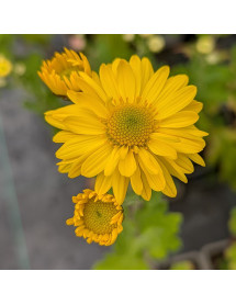Chrysanthemum Schaffhausen (2lt)