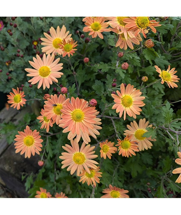 Chrysanthemum Shenley Orange (1lt)