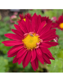 Chrysanthemum Slapanica Eliska (21d) (2lt)