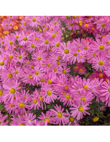 Chrysanthemum Stratford Pink (21d) (1lt)