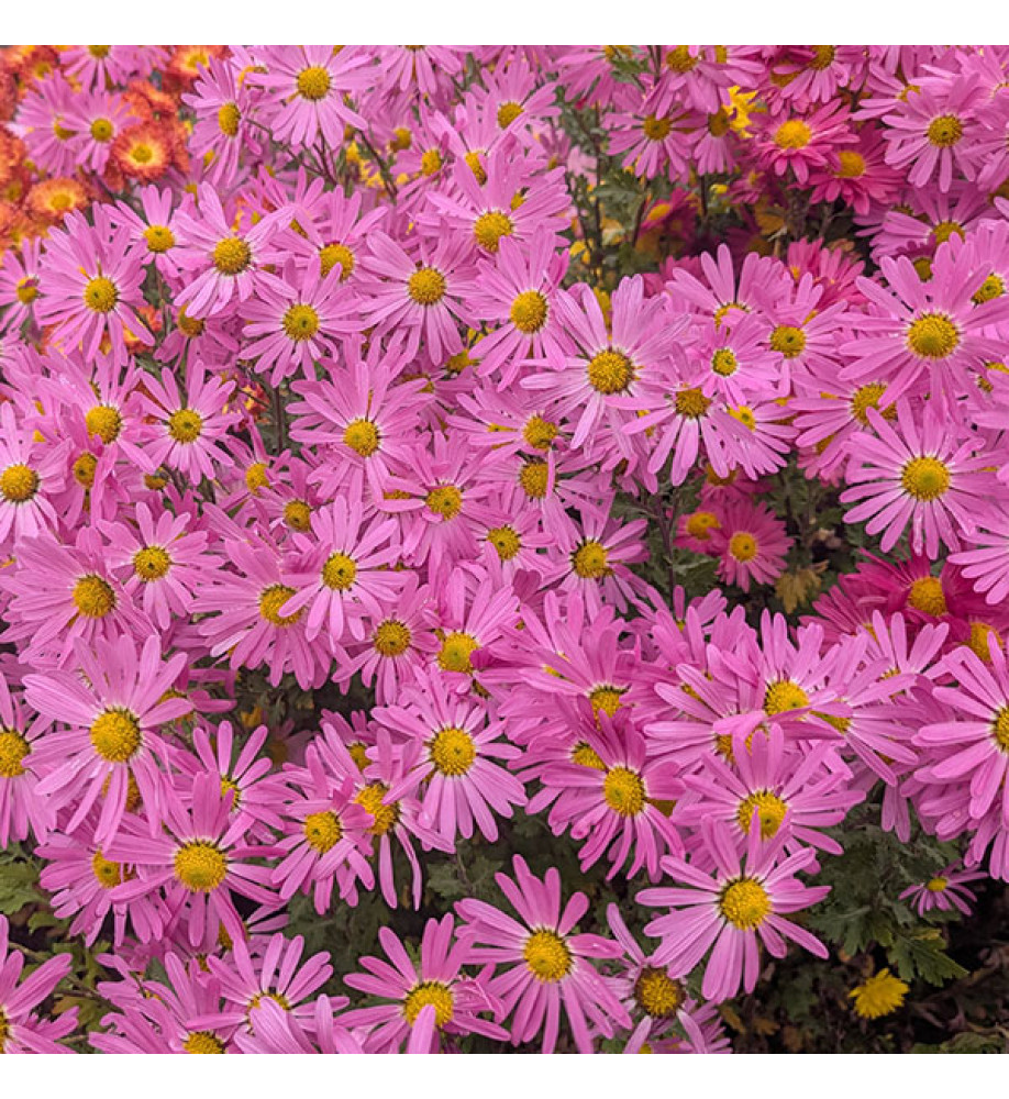 Chrysanthemum Stratford Pink (21d) (1lt)