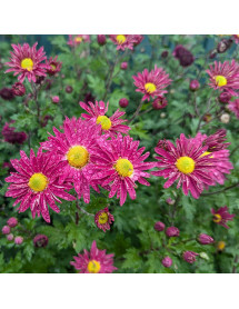 Chrysanthemum Uri (21d) (2lt) Chrysanthemum Uri (21d) (2lt)