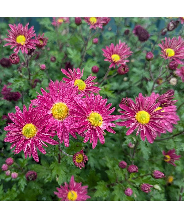 Chrysanthemum Uri (21d) (1lt)