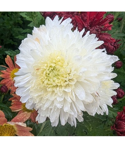 Chrysanthemum Visocina (21c) (1lt)