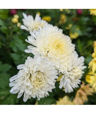 Chrysanthemum Visocina (21c) (1lt)