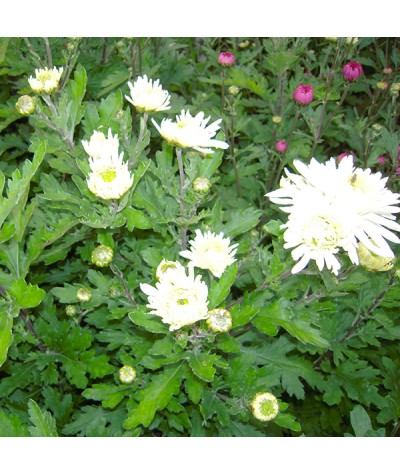 Chrysanthemum Visocina (21c) (1lt)