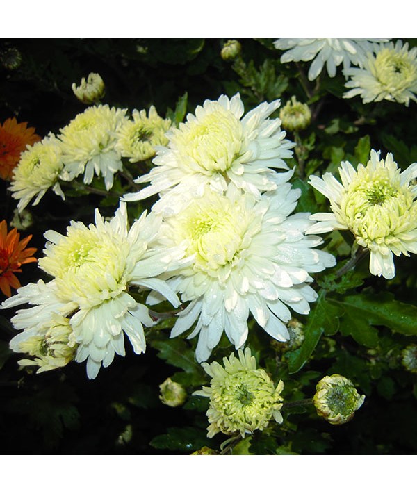 Chrysanthemum Visocina (21c) (1lt)