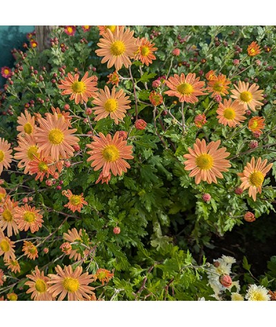 Chrysanthemum Shenley Orange (1lt)